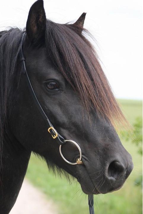 Image du produit Karlslund Têtière pour cheval en cuir