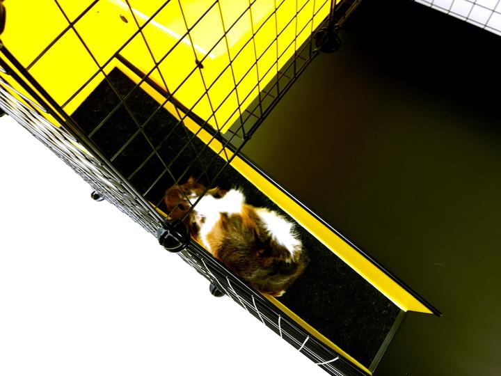 Actual product image C&C Modular cage 4x2 + loft 2x1+ pilkas ramp