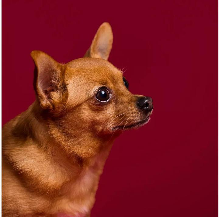 Image du produit Savage Papier de fond 2.72 x 11m Crimson (272 cm, 1100 cm)