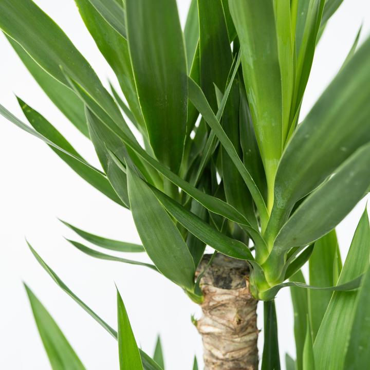 Image du produit Plant in a Box Yucca Elephantipes - Palmlelie (70 cm)
