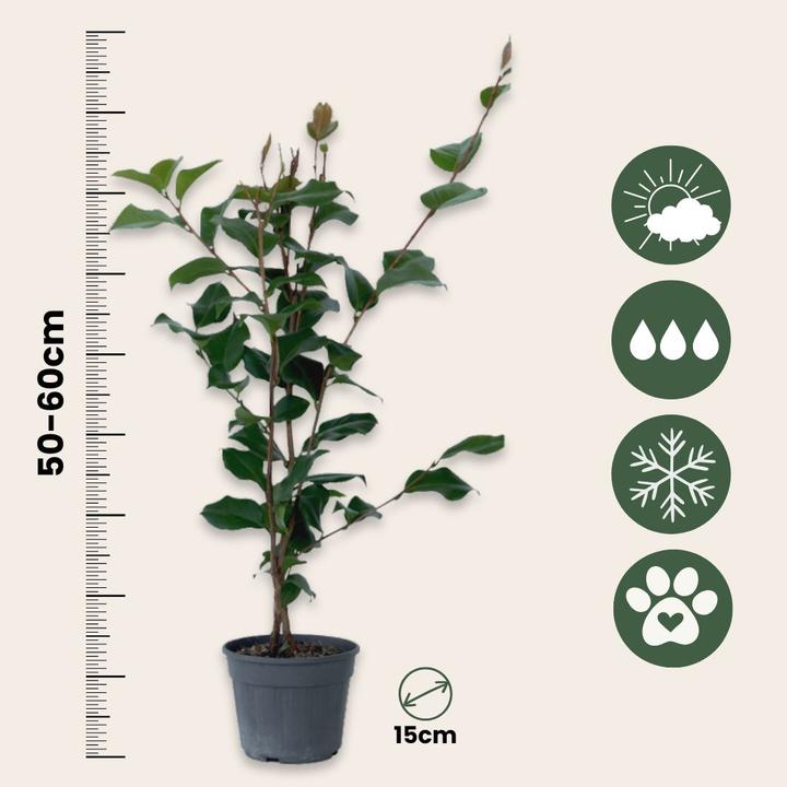 Immagine prodotto Plant in a Box Camellia japonica Dr King - Rosa giapponese (60 cm)