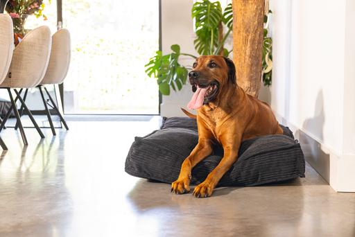 Produktbild Designed by Lotte Liegekissen (Hund)