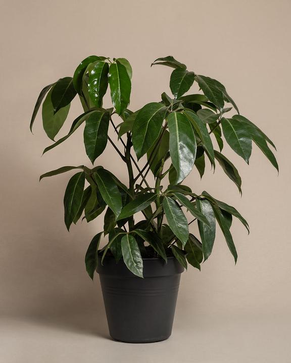 Image du produit feey Schefflera amate (70 cm, Fraîchement rempotés)