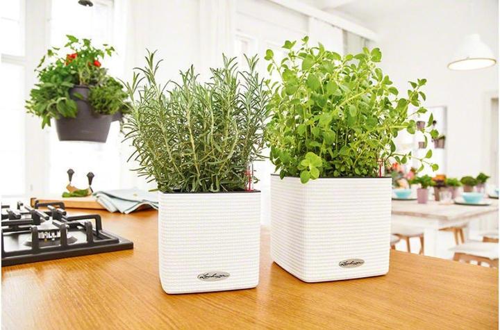 Actual product image Lechuza Cube Color (17 cm)