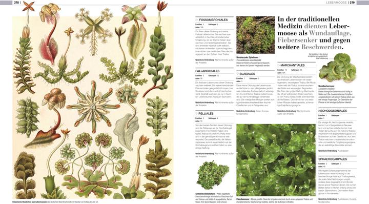 Actual product image DK Bibliothek. Pflanzen & Pilze (German, Andreas Held, Dr Chris Clennett, Dr Sarah Jose, John Farndon, Lynne Boddy, Tim Harris, 2025)