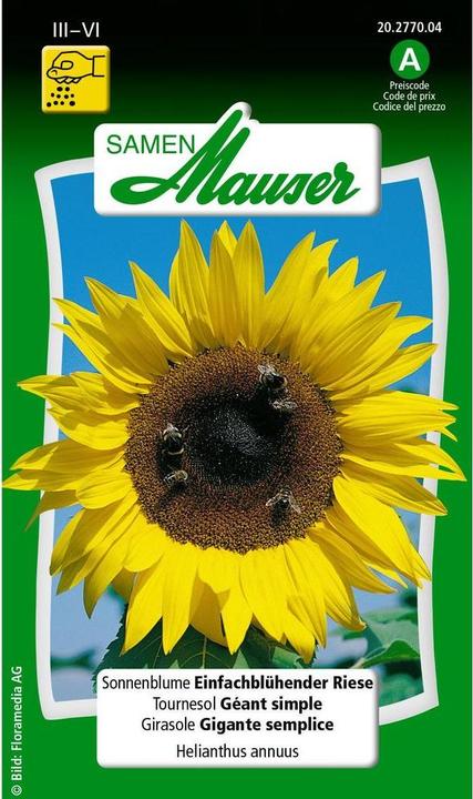 Image du produit Samen Mauser Tournesol géant à fleurs simples (Graines de plantes)