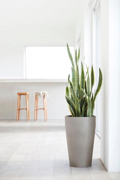 Actual product image Ecopots Sankara