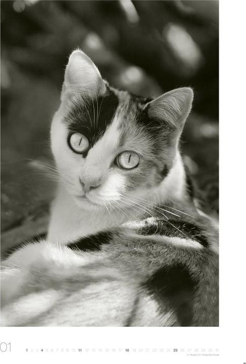 Produktbild Cats Edition Kalender 2026 (49 x 68 cm)