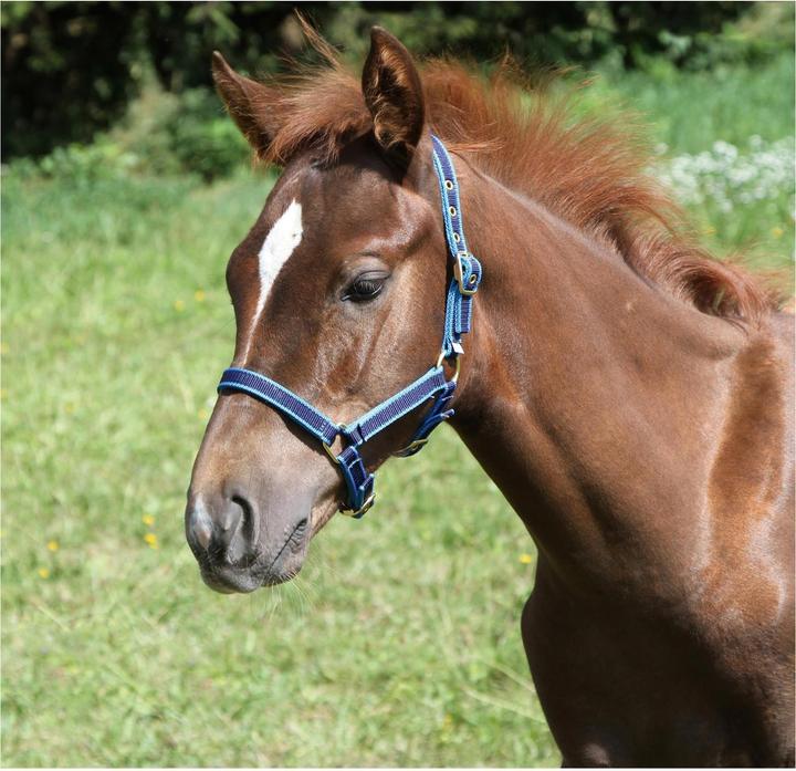 Image du produit Kerbl Exclusif