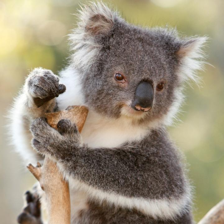 Produktbild Koalas 2026 (30 x 30 cm)