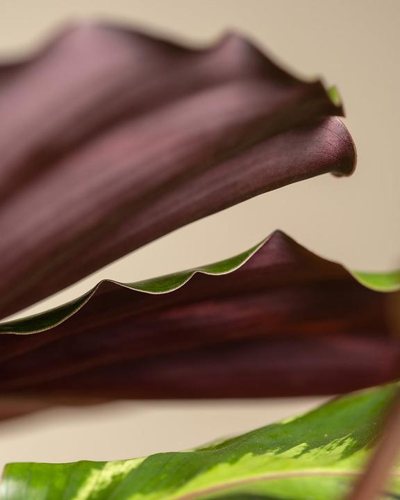 Image du produit feey Calathea Roseopicta (50 cm, Fraîchement rempotés, Respectueux des animaux)