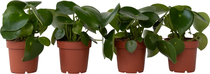 Produktbild Plant in a Box Peperomia Polybotrya - 4er Set Grossblättrige Zierpfeffer (20 cm)