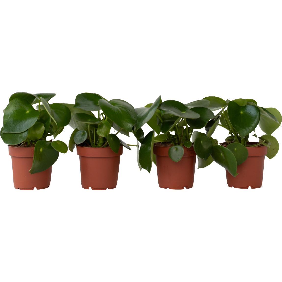 Plant in a Box, Pflanzen, Peperomia Polybotrya - 4er Set Grossblättrige Zierpfeffer (20 cm)