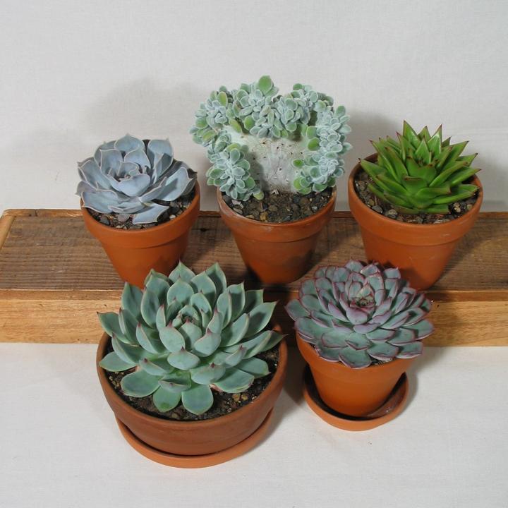 Set of 3 different Echeverien in a 12cm pot