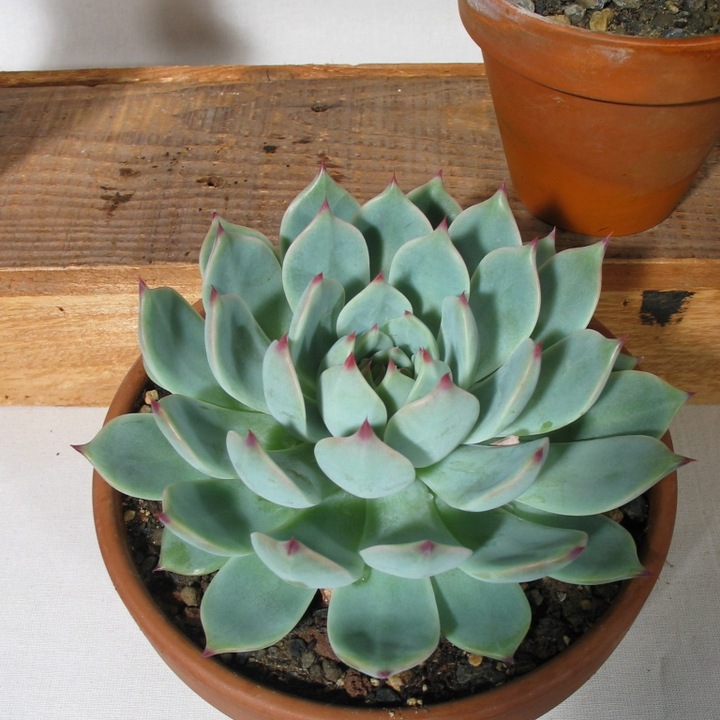 Actual product image Kakteen Gautschi Echeveria (15 cm)
