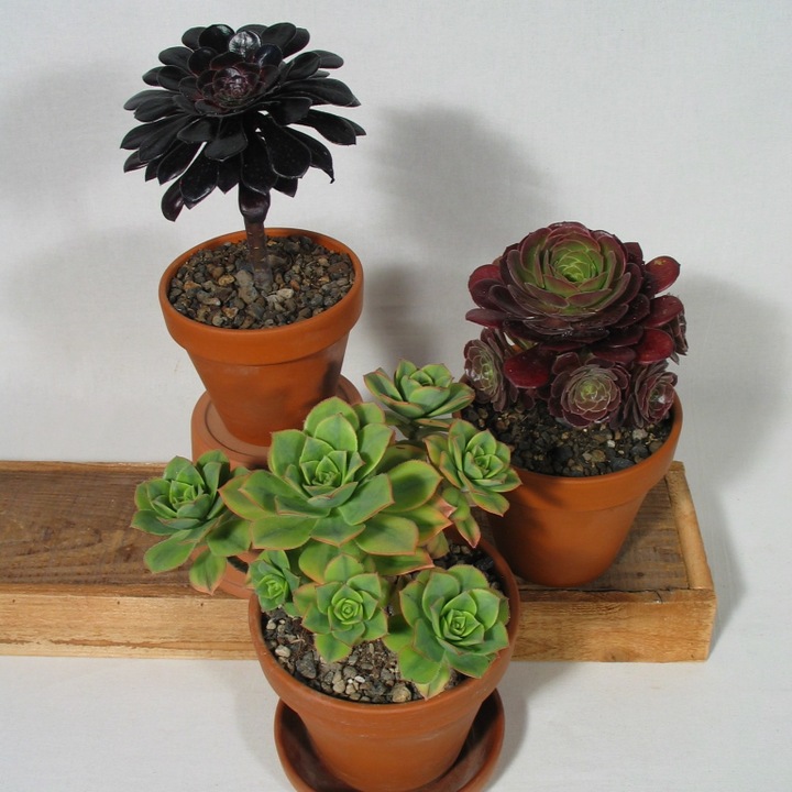 Actual product image Kakteen Gautschi Aeonium set (30 cm)