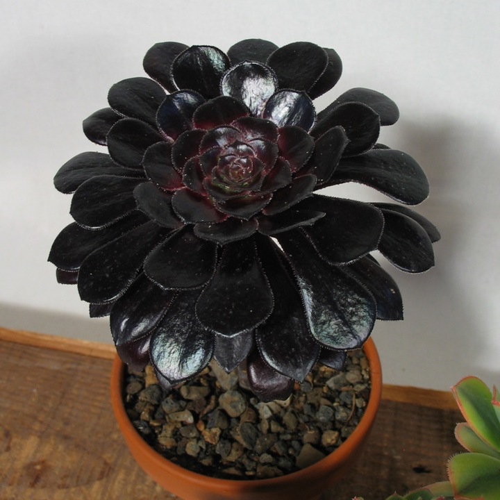 Actual product image Kakteen Gautschi Aeonium set (30 cm)