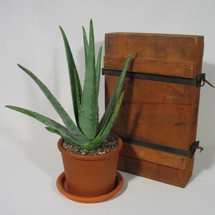 Mary and Plants Aloe Tiki Tahi - kaufen bei Galaxus - Galaxus