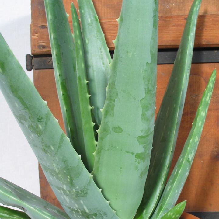 Kakteen Gautschi Aloe vera - kaufen bei Galaxus - Galaxus