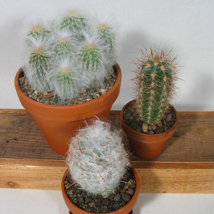 Image du produit Kakteen Gautschi Les vieillards poilus (20 cm)