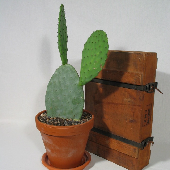 Actual product image Kakteen Gautschi Opuntia Ficus Indica (60 cm)