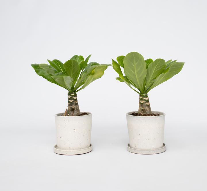 Produktbild Plant in a Box Brighamia Insignis - 2er Set Alula Hawaiian Palme (25 cm)