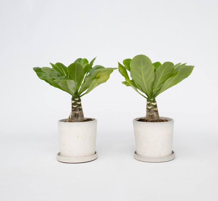 Actual product image Plant in a Box Brighamia Insignis - Set of 2 Alula Hawaiian Palm Tree (25 cm)