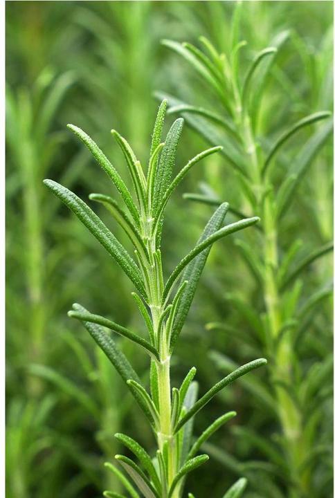 Produktbild Khadi Vitality Grow (50 ml)