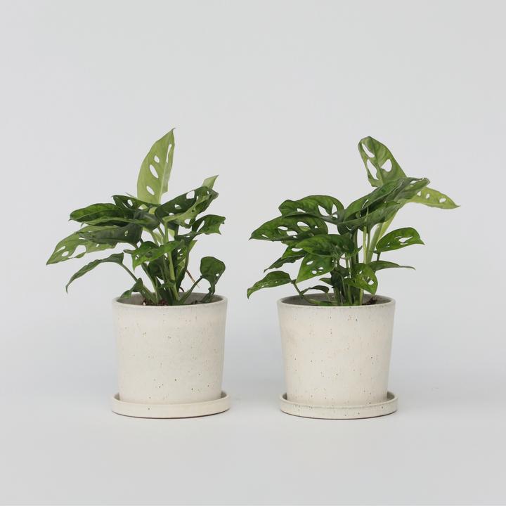 Produktbild Plant in a Box Monstera Monkey Mask - 2er Set Affenmaskpflanze (25 cm)