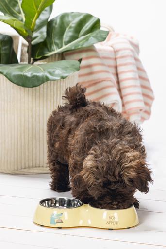 Actual product image Beeztees Puppies Double Feeding Bowl (16 cl)
