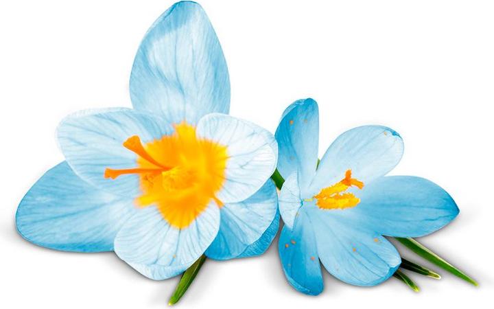 Actual product image Air Wick Pure