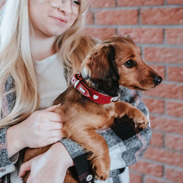 Immagine prodotto Hunter Collare Love per cani 47 (Cane, Generale)