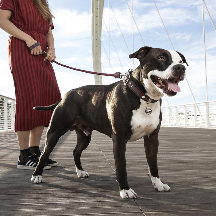 Image du produit Myfamily Laisse en corde London (Taille unique, Chien, Général)