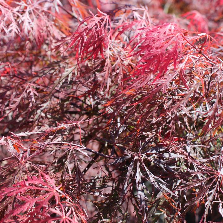 Image du produit Zulauf Japanischer Fächer-Ahorn / Acer palmatum 'Garnet' (60 cm)