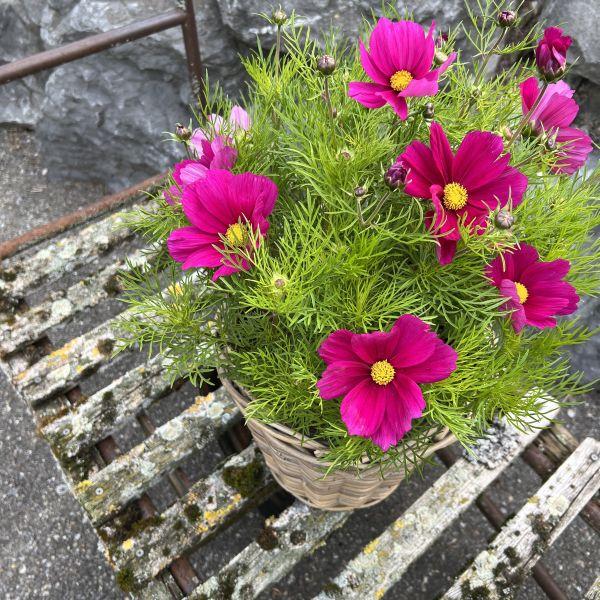 Immagine prodotto Säntispracht Il Cosme, il nostro successo estivo a lunga fioritura - Cosmos bipinnatus 'Sonata Carmin'. (80 cm)