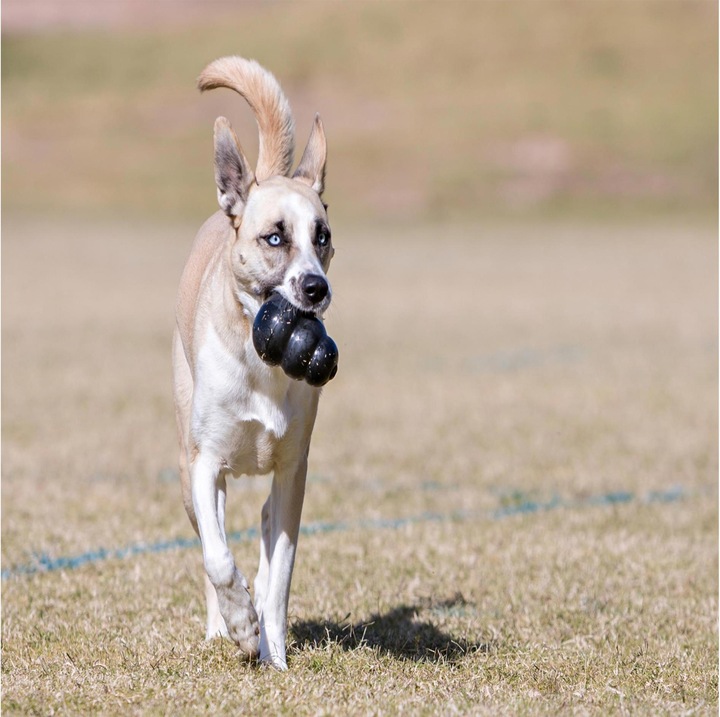 Produktbild KONG Extreme (Kauspielzeug Hund, Futterspielzeug Hund, Apportieren)
