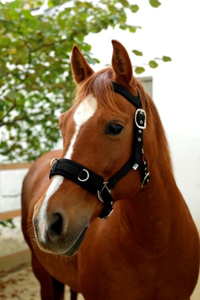 Actual product image Kerbl Lunging halter