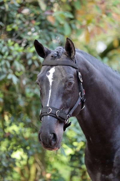 Actual product image Kerbl Lunging halter