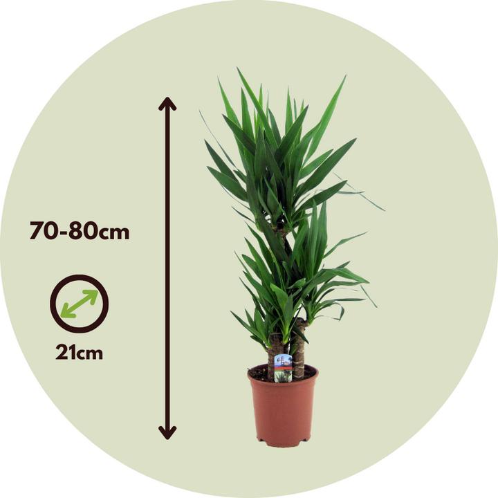 Image du produit Plant in a Box Yucca Elephantipes - Palmlelie (70 cm)
