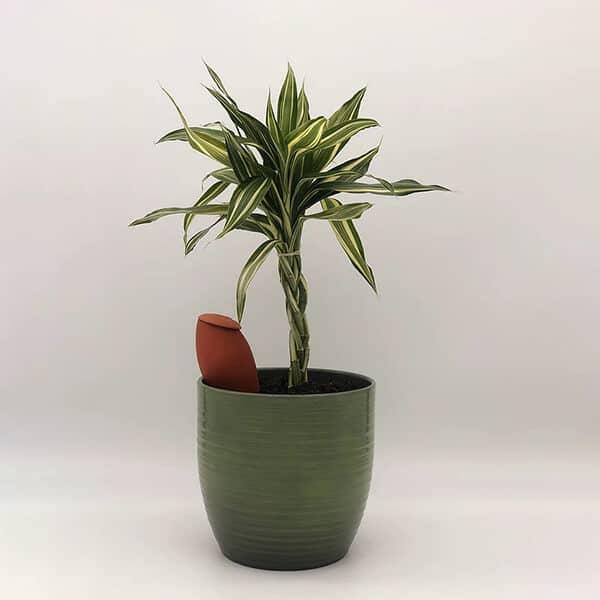 Actual product image WePot Olla