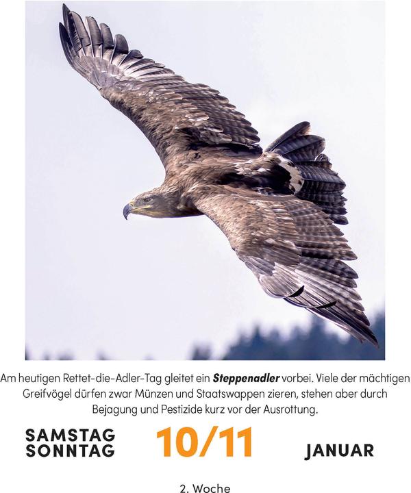 Produktbild Vogelkalender 2026 - Tagesabreisskalender zum Aufstellen oder Aufhängen (11 x 15 cm, Deutsch)
