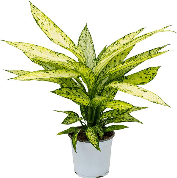 Image du produit Mahaloplants Dieffenbachia Vesuvius (50 cm)