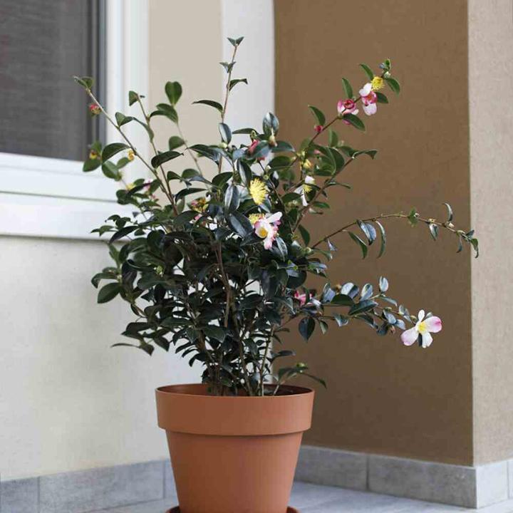 Actual product image Euro3plast Mitu Pac (99 cm)
