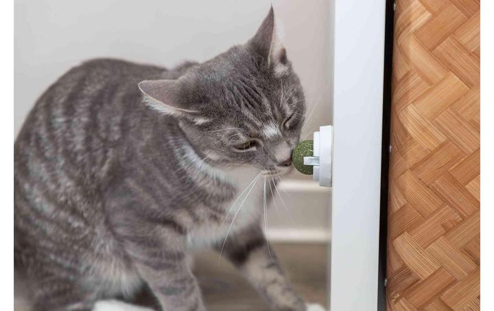 Immagine prodotto Trixie Palla di erba gatta (Palla giocattolo per gatti)