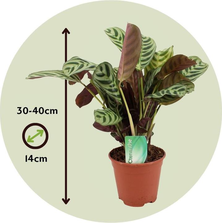 Produktbild Plant in a Box Ctenanthe Amablis Burle-marxii - 2er Set Korbmarante (30 cm)