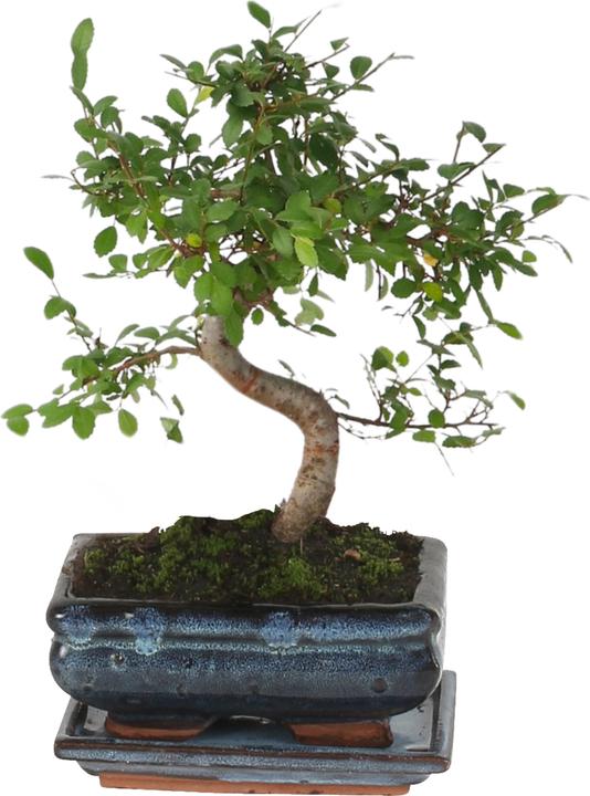 Actual product image Plant in a Box Zelkova serrata - Bonsaibaume (20 cm)
