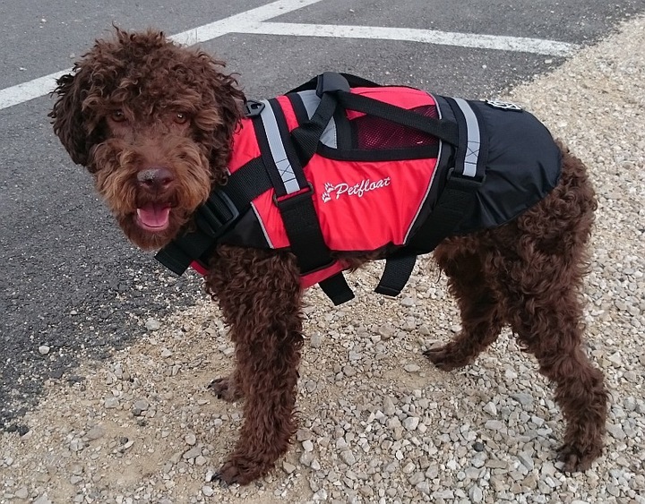 Produktbild Crewsaver Schwimmweste Hunde Petfloat (M, Hundeschwimmweste)