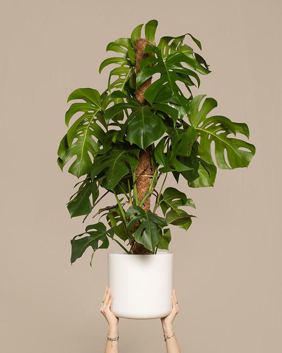 Image du produit feey Monstera XL (120 cm, Fraîchement rempotés)