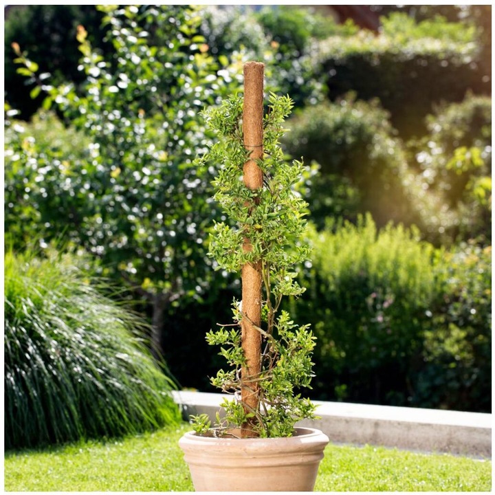 Immagine prodotto Windhager Pianta bastone di cocco (110 cm, 4.50 cm)