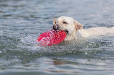 Actual product image Trixie Dog Disc TPR D=18cm (Litter toy dog)